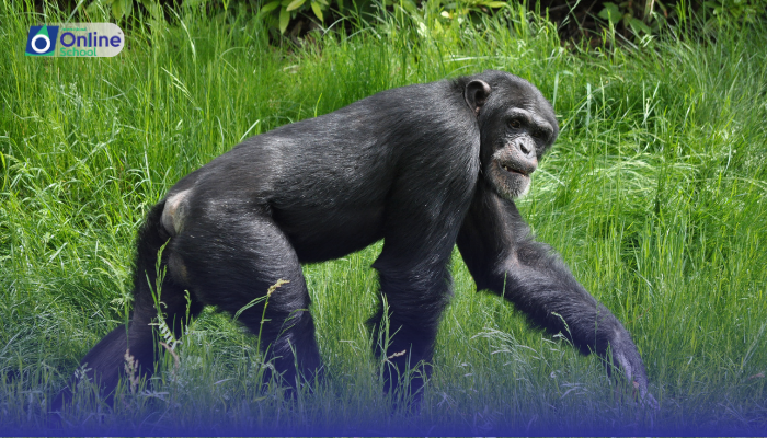 Lesson 17: Interpretation of Kohler's Work on Chimpanzee's Insight Learning